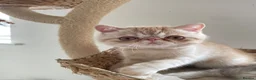 Exotic cats for sale: Gorgeous GCCF reg. kittens from Champions parents  - Advert 2