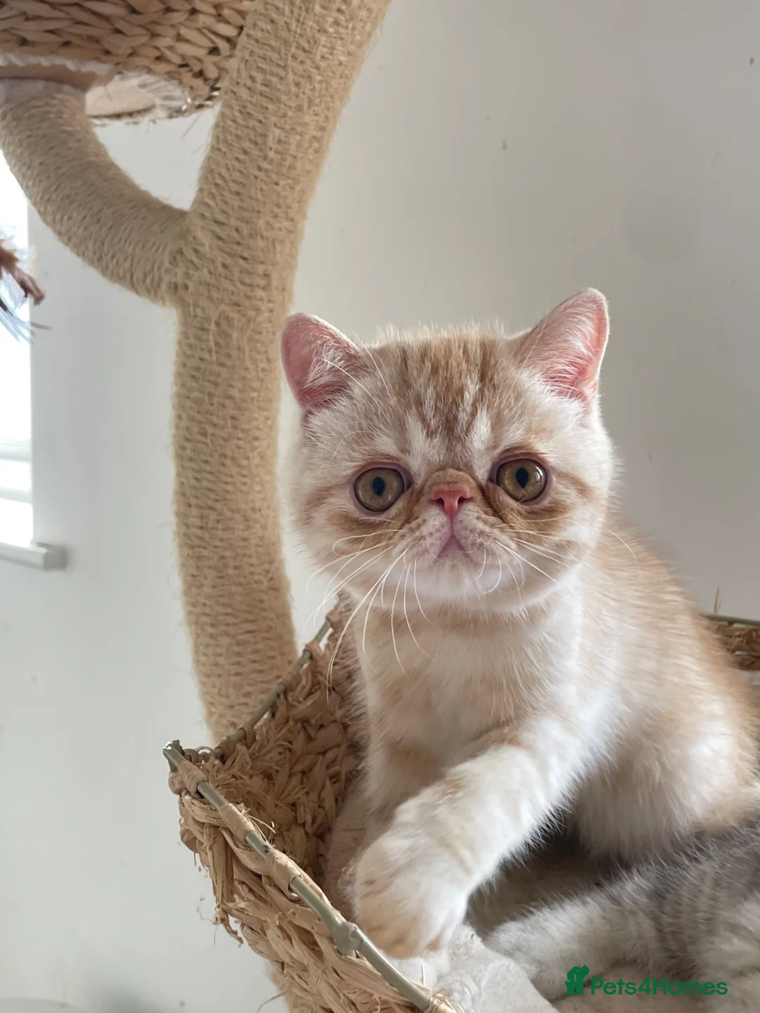 Exotic cats for sale: Gorgeous GCCF reg. kittens from Champions parents  - Advert 2