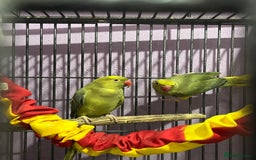 Ringnecks birds for sale: Ring necks for sale different colours  - Image 15