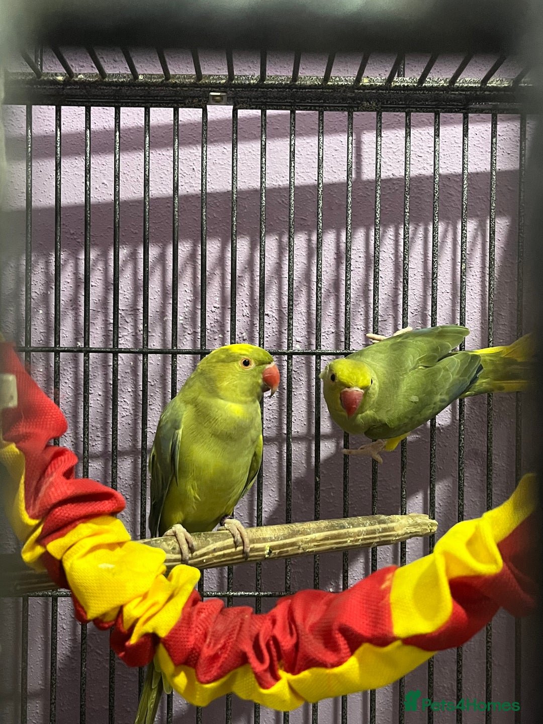 Ringnecks birds for sale: Ring necks for sale different colours  - Image 15