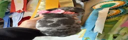Miniature Dachshund dogs for sale: Miniature Dachshund Dapple Puppies 🐶 5🌟licensed  - Advert 36