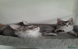 Maine Coon cats for sale: 3 maine coon girls black silver TICA pedigree - Image 9