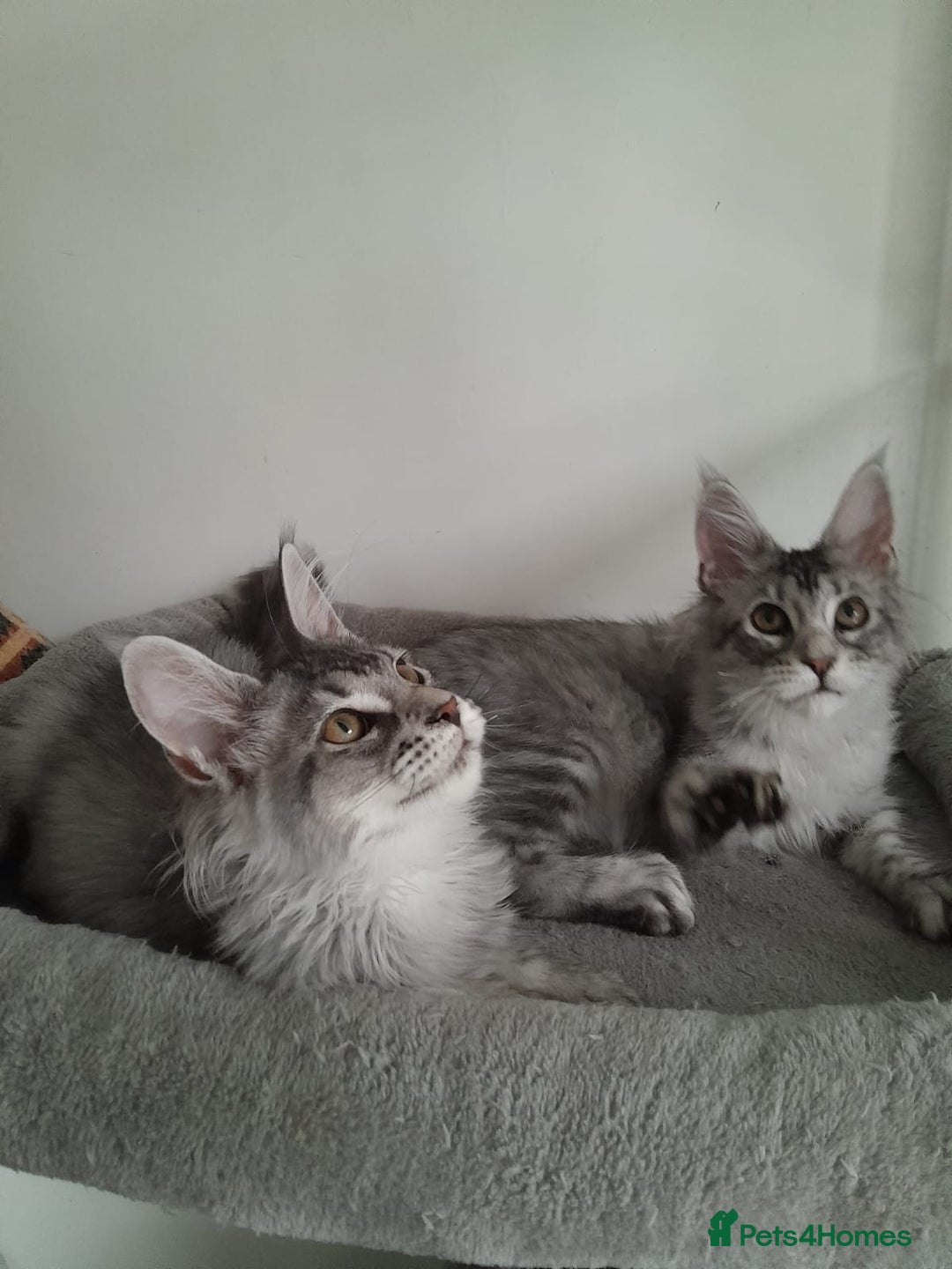 Maine Coon cats for sale: 3 maine coon girls black silver TICA pedigree - Image 9