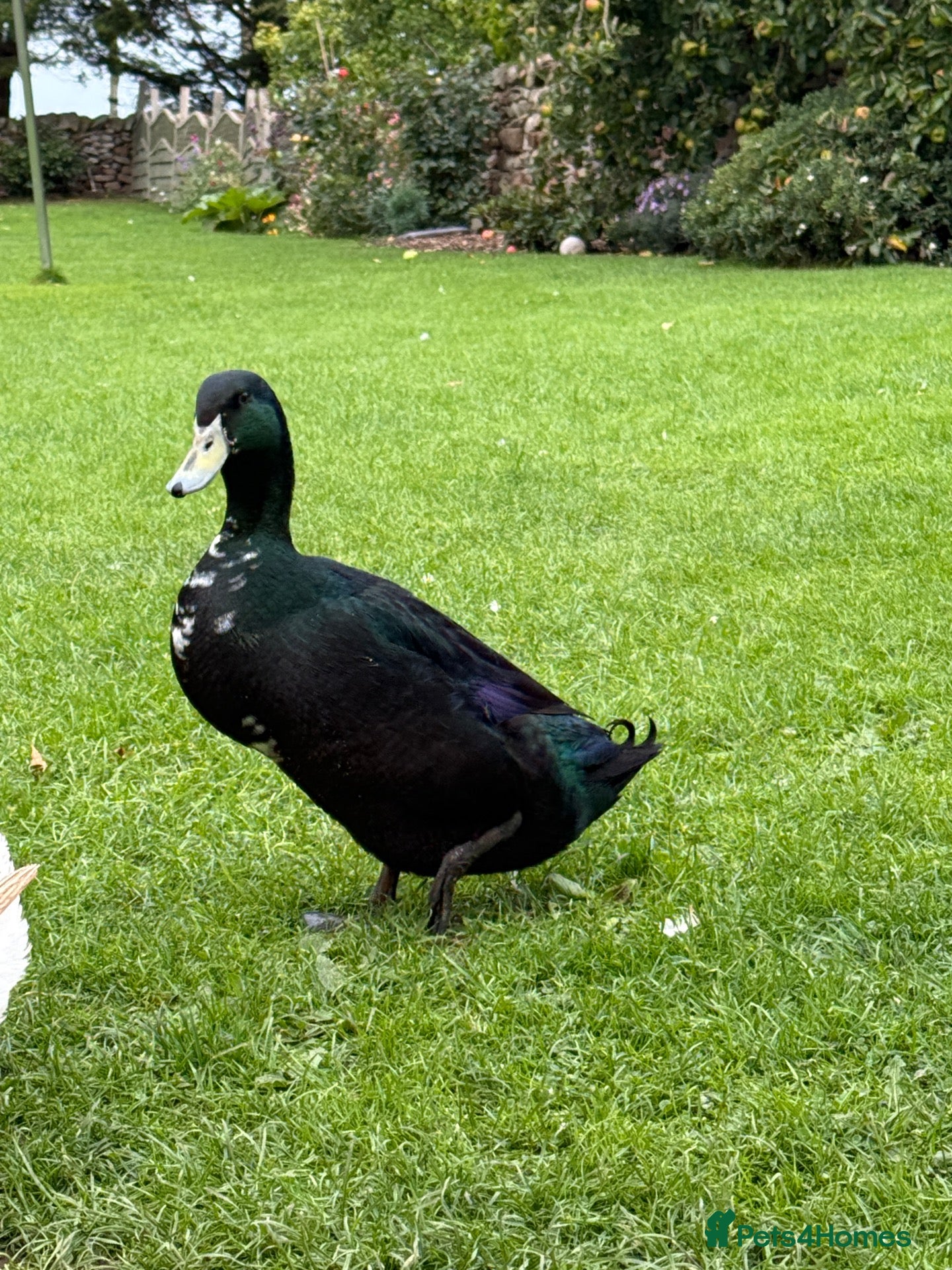 Ducks poultry Two Runner Drakes  - Advert 1