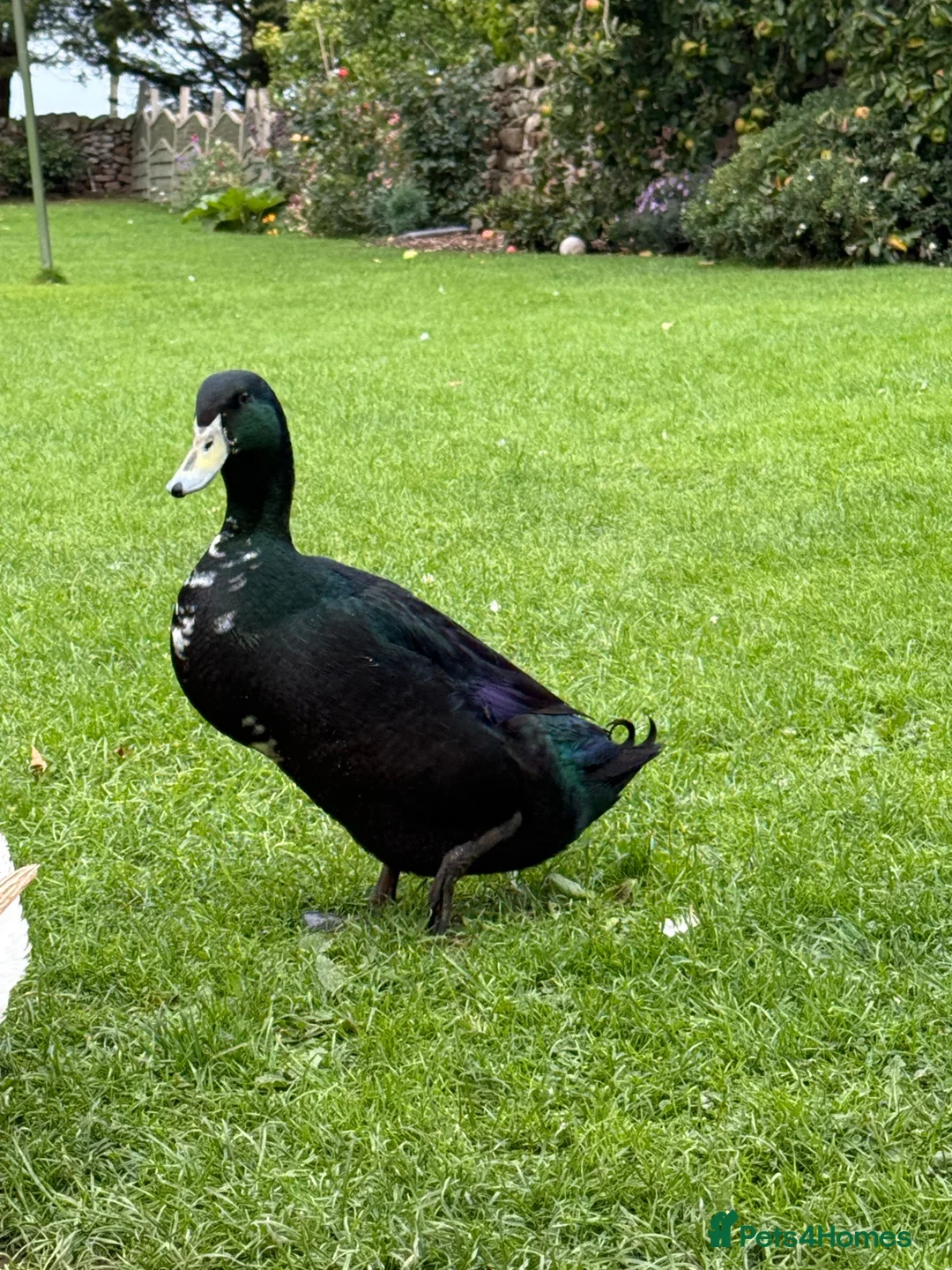 Ducks poultry for sale: Two Runner Drakes  - Advert 1