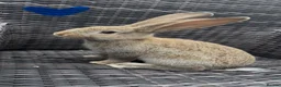 Continental Giant rabbits for sale: RESERVED  - Advert 4