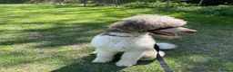 Standard Poodle dogs for sale: 3yr Old Male Standard Poodle - Advert 20