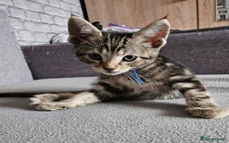 Russian Blue cats for sale: Mix Russian Blue and Maine Coon - Image 3