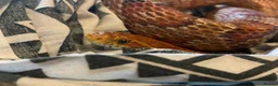 Corn Snake reptiles for sale: Simon the Cornsnake - Advert 5