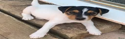 Jack Russell dogs for sale: Jack Russell puppies - Advert 6