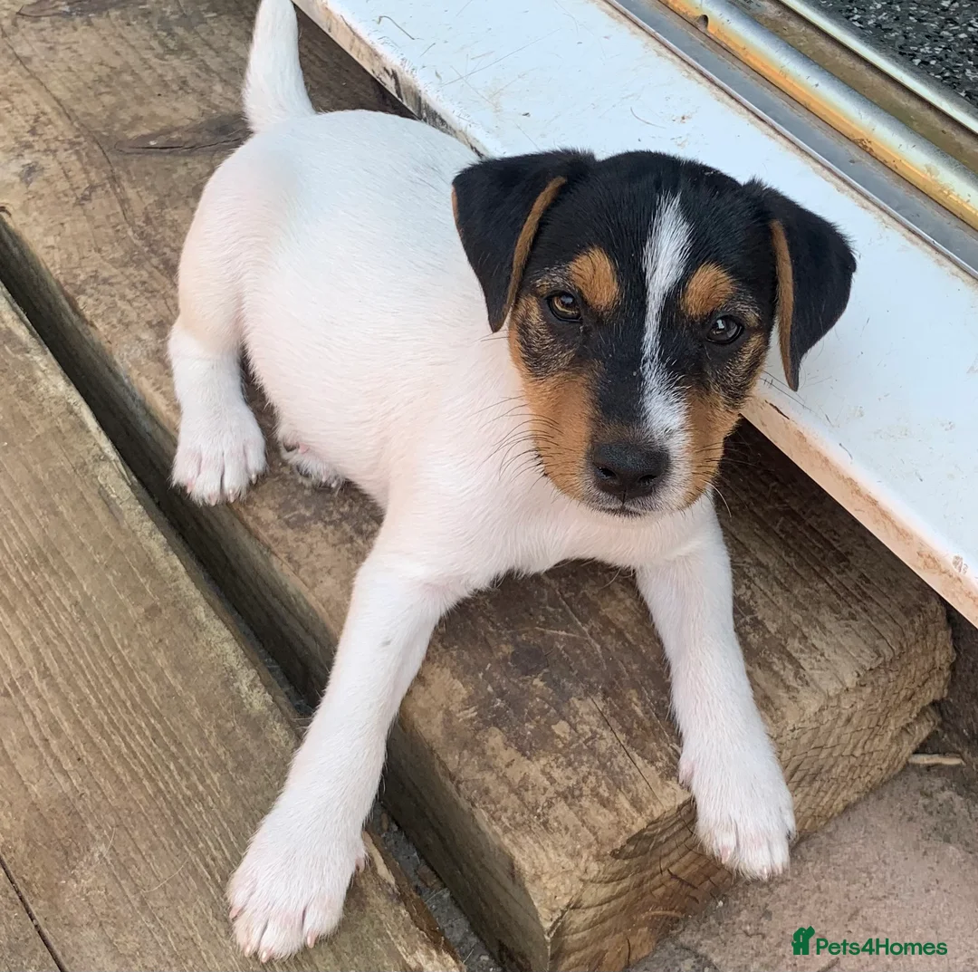 Jack Russell dogs for sale: Jack Russell puppies - Advert 6