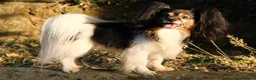 Papillon dogs for sale: Loving friendly boy. 5 years old - Advert 2