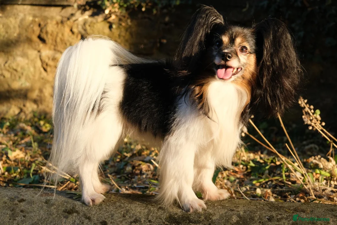 Papillon dogs for sale: Loving friendly boy. 5 years old - Advert 2