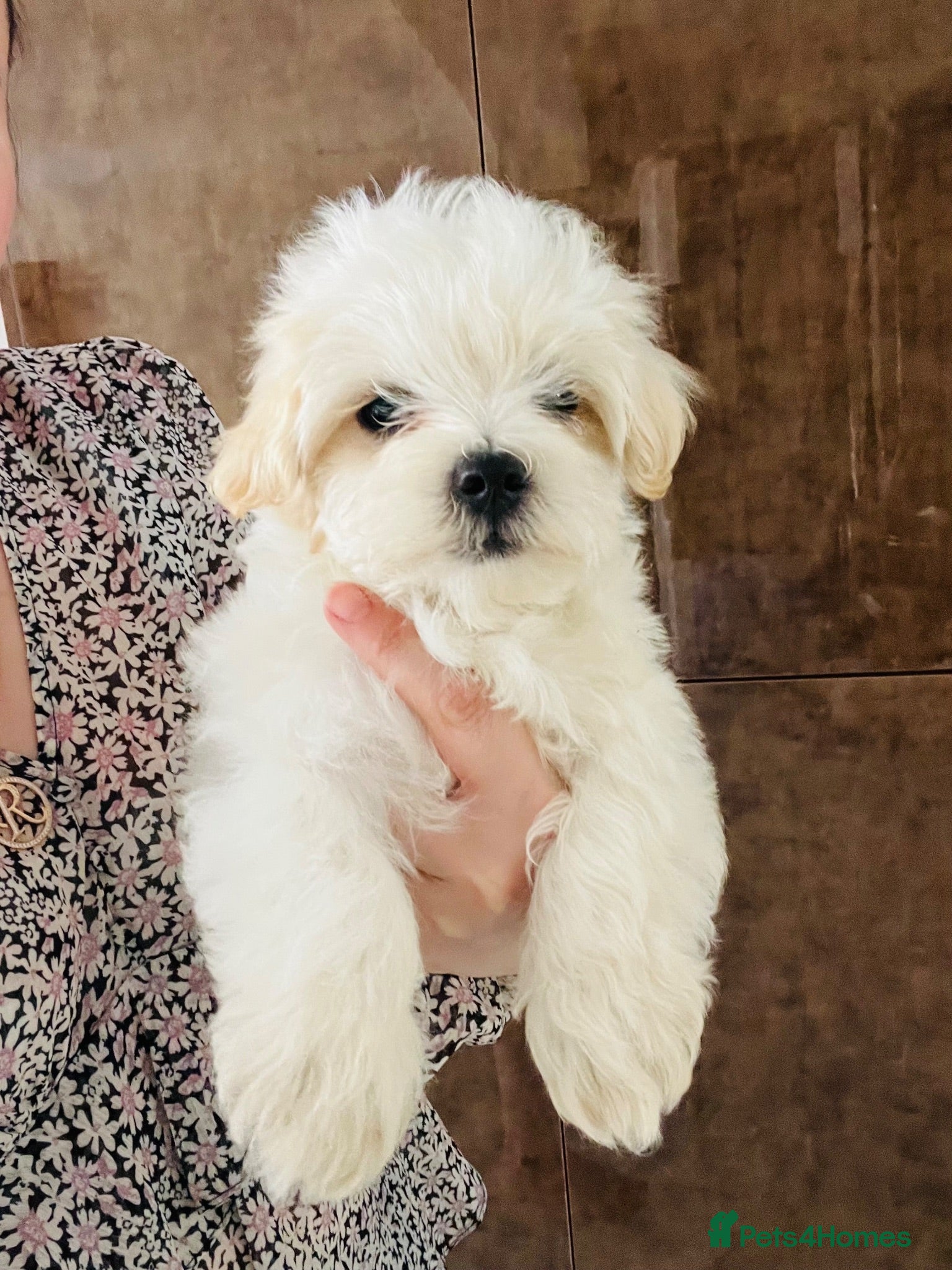 Maltese dogs Maltese-small size/hypoallergenic 3 boys-left! - Advert 12