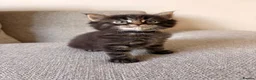 Maine Coon cats for sale: Maine coon x BSH Fluffy boys - Advert 14