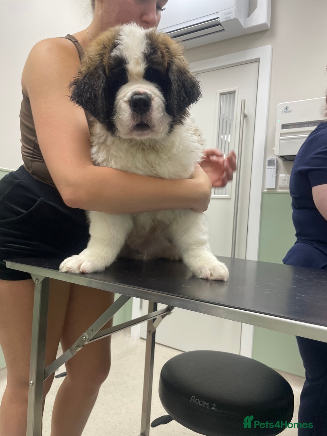 Saint Bernard dogs for sale: Saint Bernard puppies. Ready to leave  - Image 8