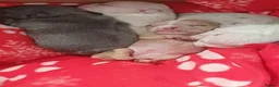 French Bulldog dogs for sale: Beautiful French Bulldogs - Advert 25