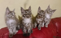 Maine Coon cats for sale: Maine Coon kittens registered with GCCF - Image 4