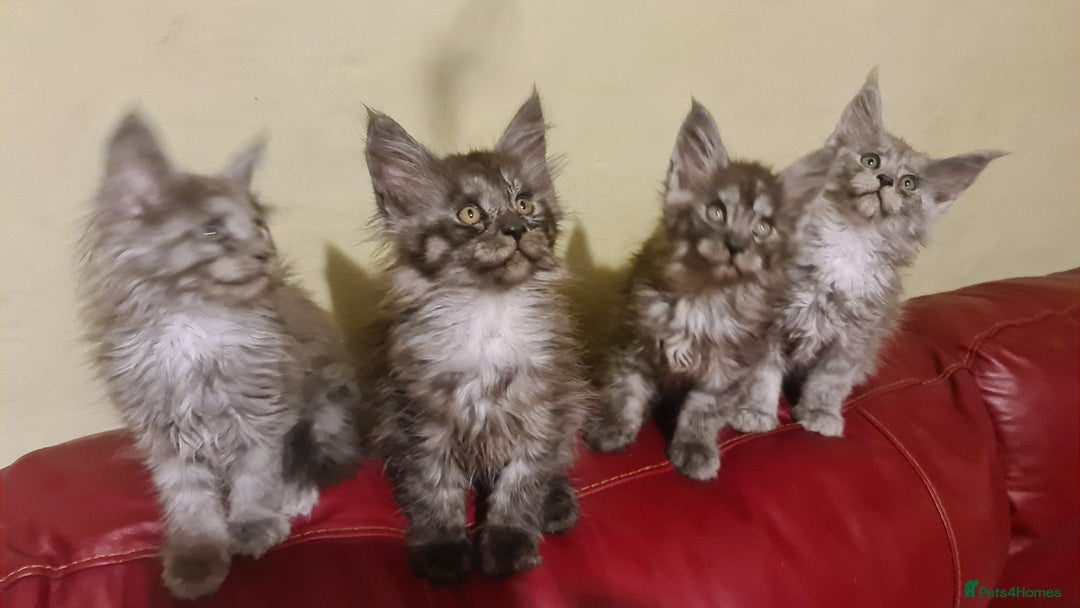 Maine Coon cats for sale: Maine Coon kittens registered with GCCF - Image 4