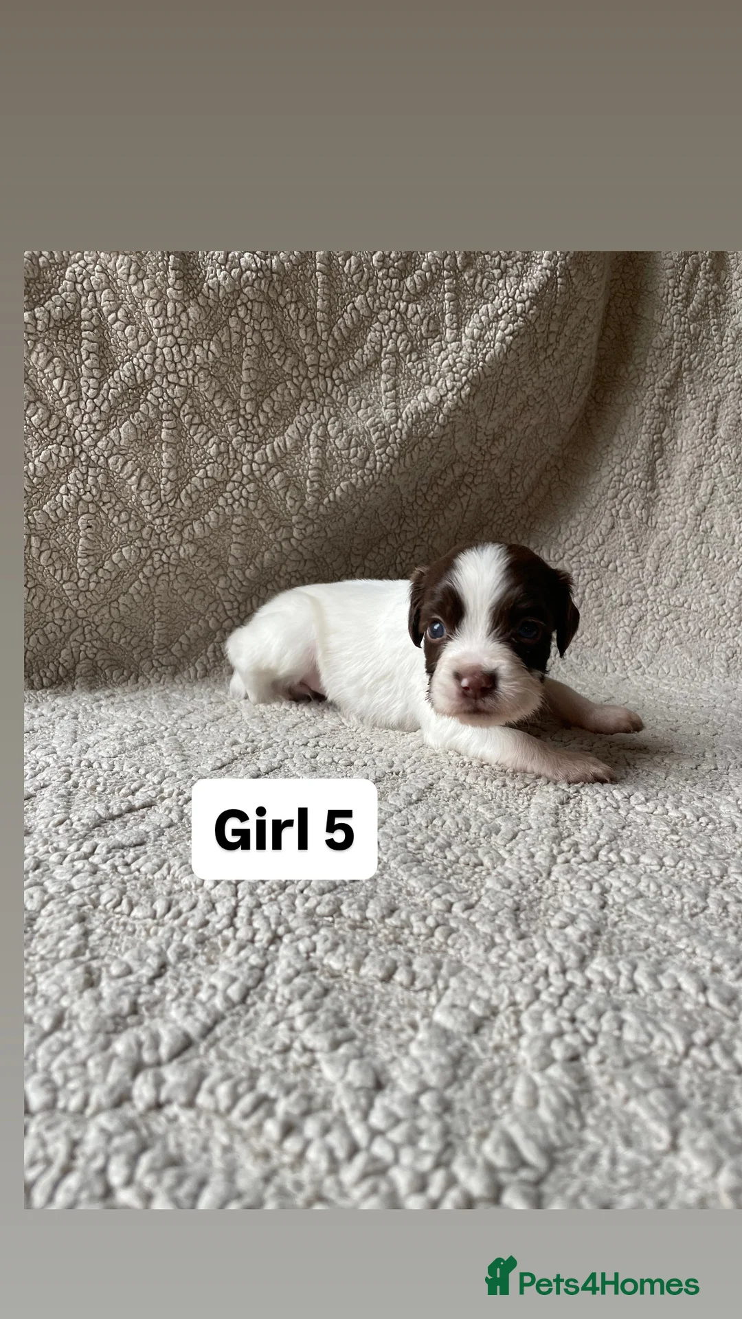 English Springer Spaniel dogs for sale: Working Springer Spaniels - Advert 2