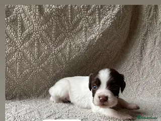 English Springer Spaniel dogs Working Springer Spaniels - Advert 2