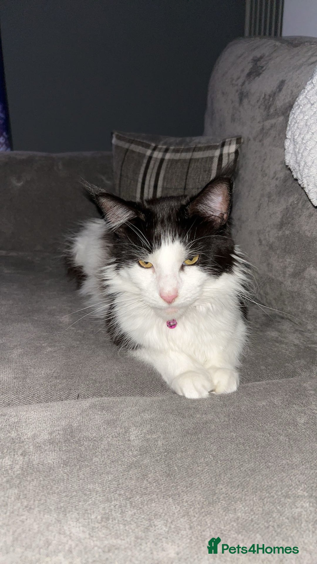 Maine Coon cats for sale: Bagheera - a 4 year old Maine Coon - Advert 3