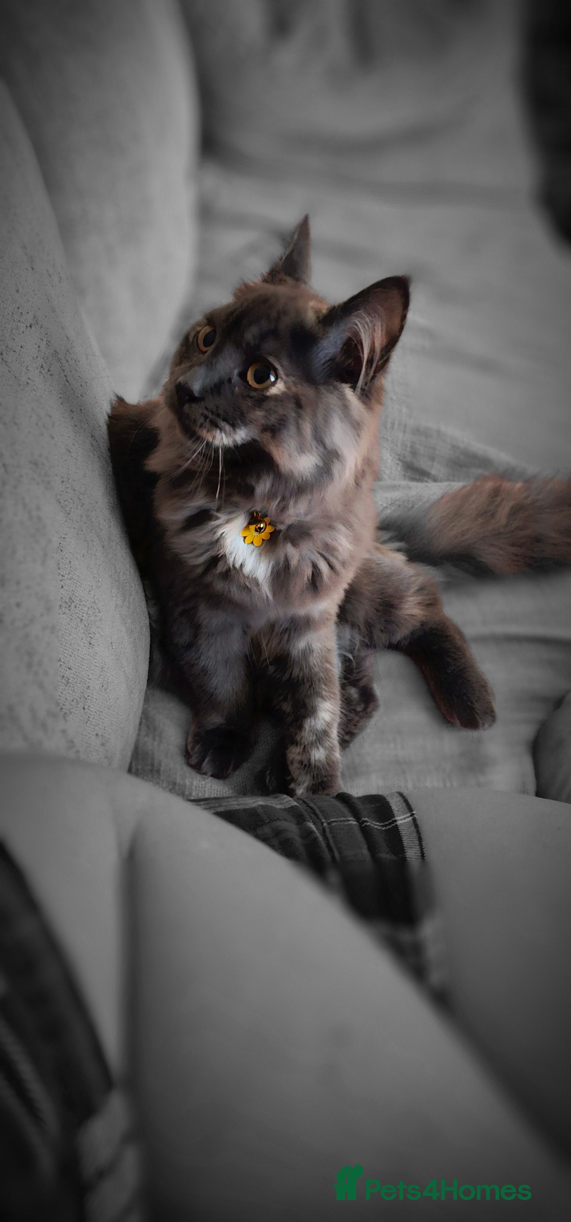 Maine Coon cats for sale:  maincoon  - Advert 1