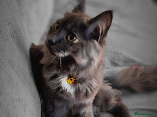 Maine Coon cats maincoon - Advert 7