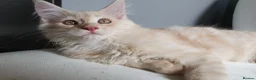 Maine Coon cats for sale: TICA Reg 2 Pure Bread Maine coon kittens - Advert 17