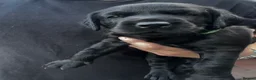 Labrador Retriever dogs for sale: KC Registered beautiful working labrador puppies in Oldham - Advert 29