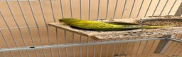 Budgerigars birds for sale: Baby budgie for sale 2 to 3 months  - Advert 9