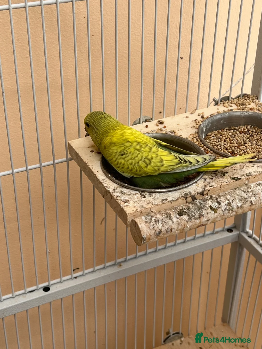 Budgerigars birds for sale: Baby budgie for sale 2 to 3 months  - Advert 9