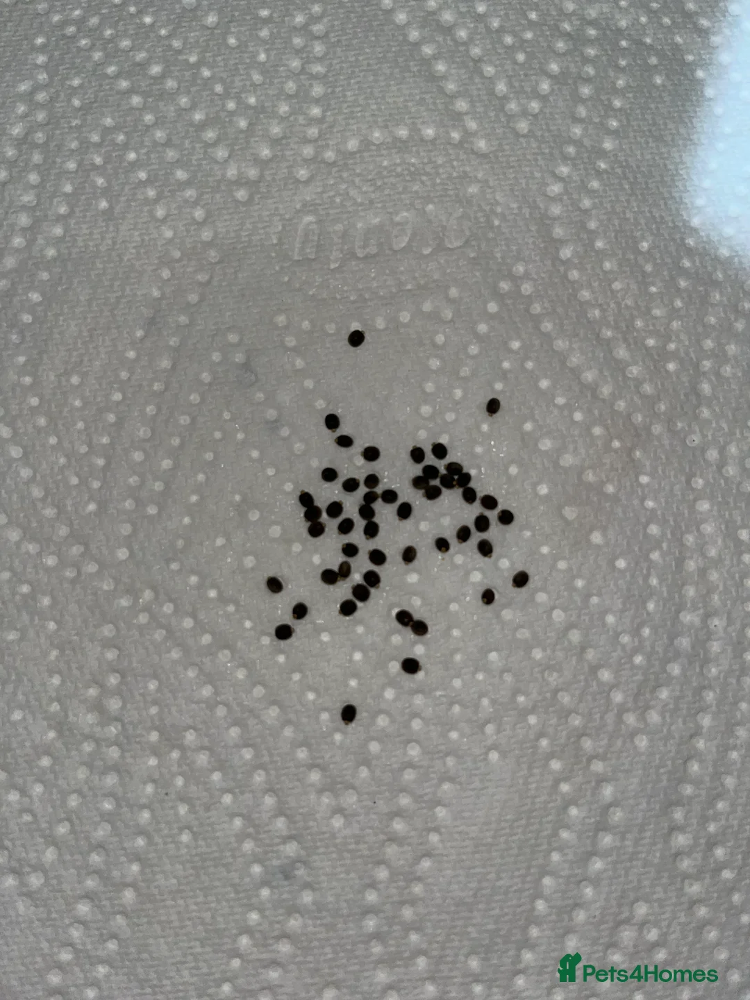 Stick Insects invertebrates for sale: Indian Stick Insects Eggs - Advert 3