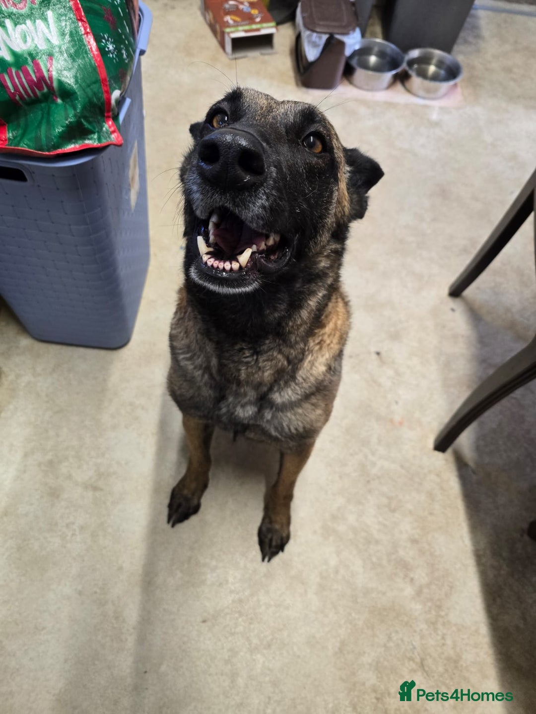 Belgian Shepherd Dog dogs for sale: Calm, loving Athena - Image 7