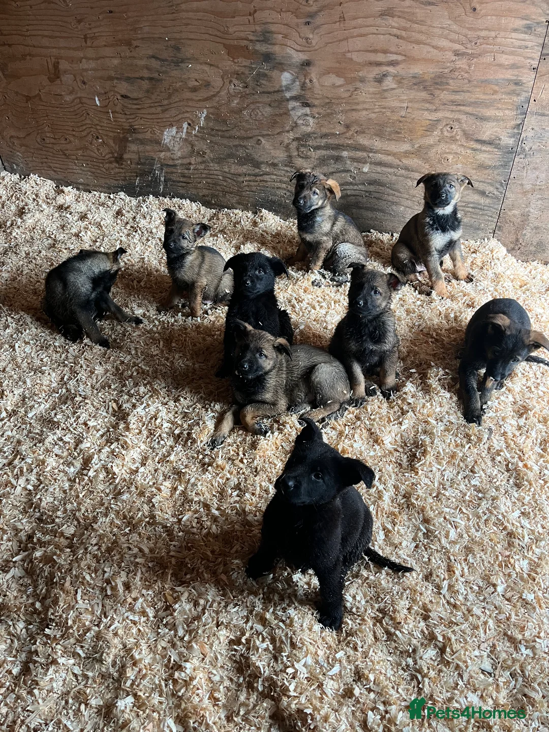 German Shepherd dogs for sale: German shepherd puppies - Advert 6