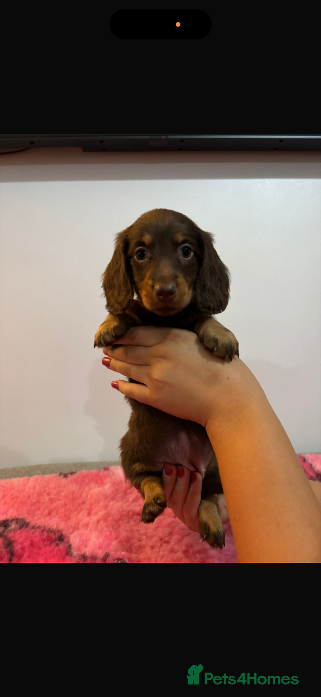 Miniature Dachshund dogs for sale: Kc registered miniature dachshunds - Advert 16