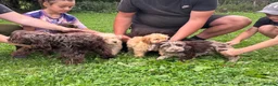 Cockapoo dogs for sale: Beautiful cockapoo puppy’s  - Advert 12
