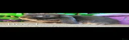Mini Lop rabbits for sale: Mini lop - Advert 2