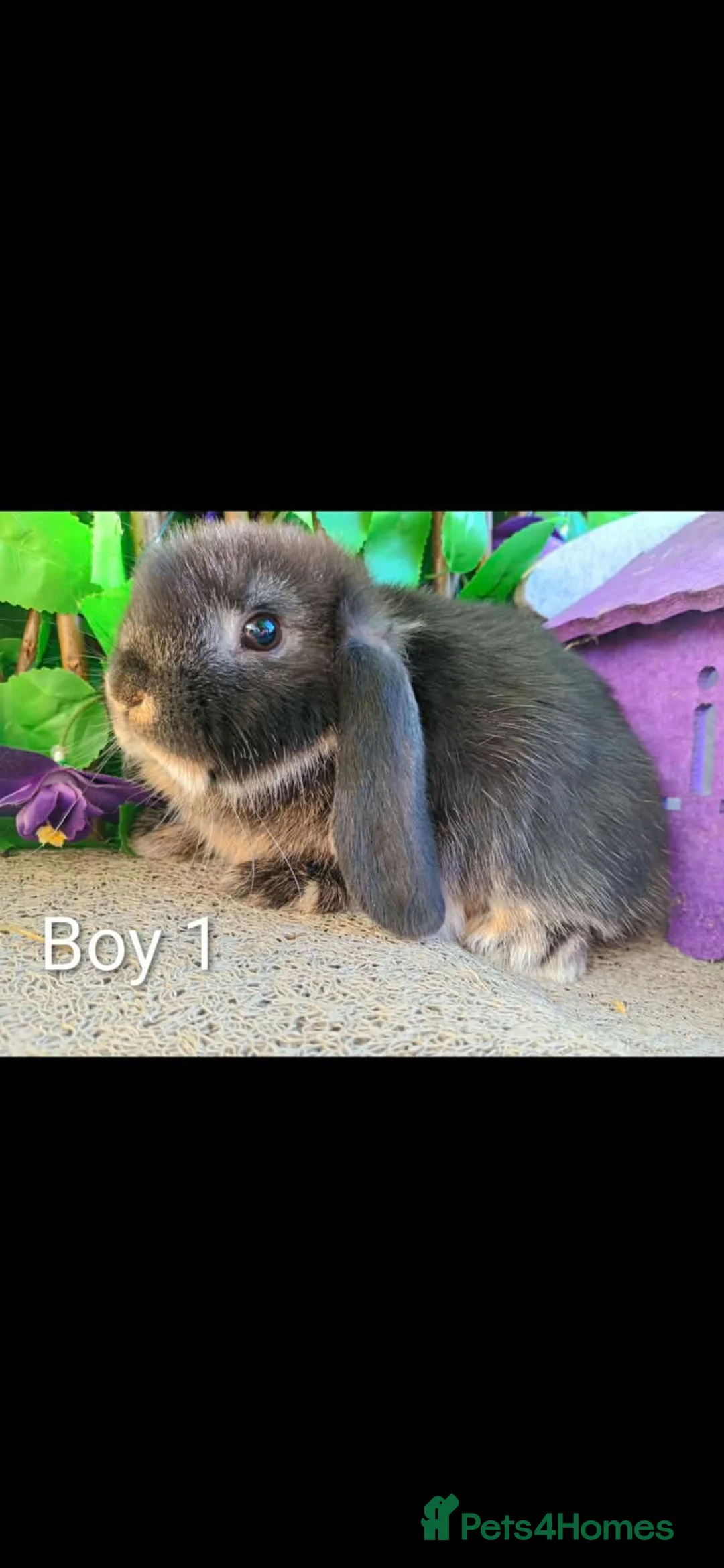 Mini Lop rabbits for sale: Mini lop - Advert 2