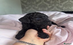 Cockapoo dogs for sale: Cockapoo puppies - Image 13