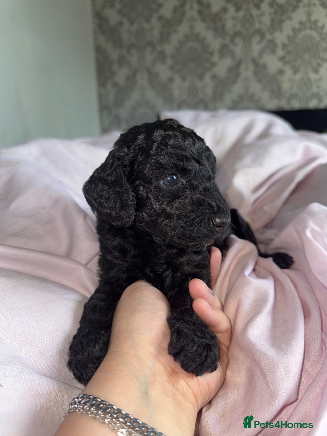 Cockapoo dogs for sale: Cockapoo puppies - Image 13