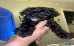 Maltipoo dogs for sale: F1 dollface Korean/Asian maltipoo fur babys  😍💙 - Advert 5