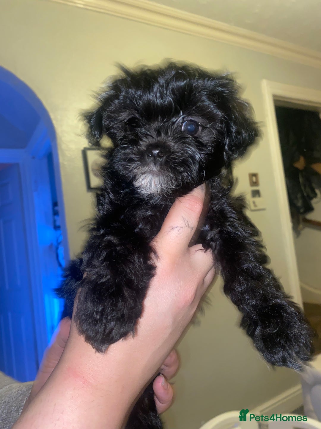 Maltipoo dogs for sale: F1 dollface Korean/Asian maltipoo fur babys  😍💙 - Advert 5