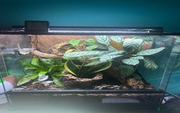 Gecko reptiles for sale: Red stripe Gargoyle Gecko with exoterra  - Image 5