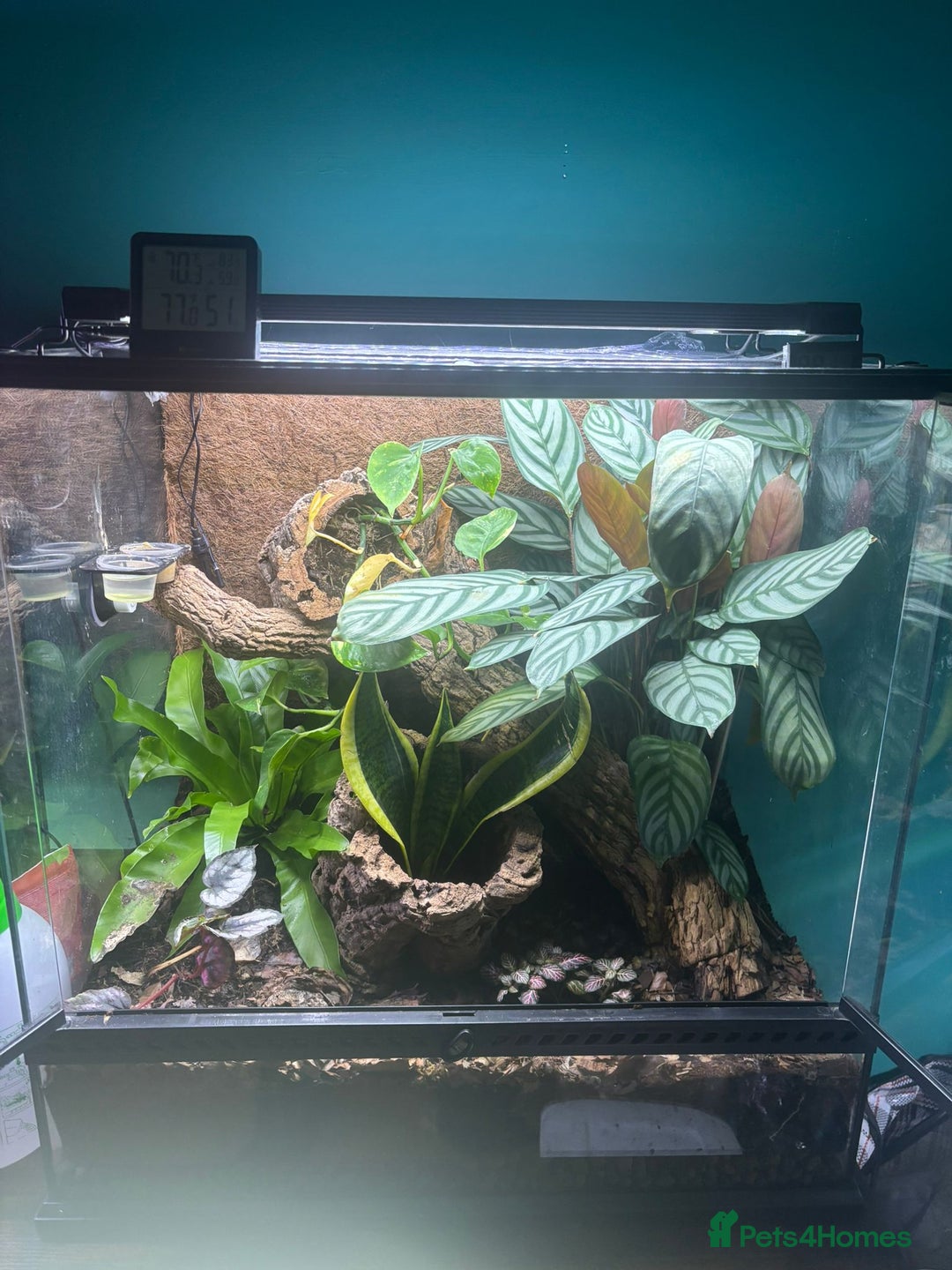 Gecko reptiles for sale: Red stripe Gargoyle Gecko with exoterra  - Image 5