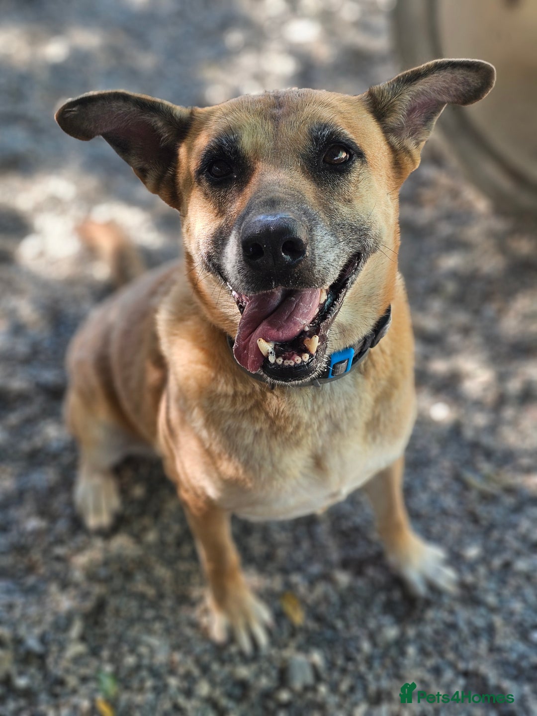 Kerry the unluckiest dog at 2nd Chance for adoption in Eye