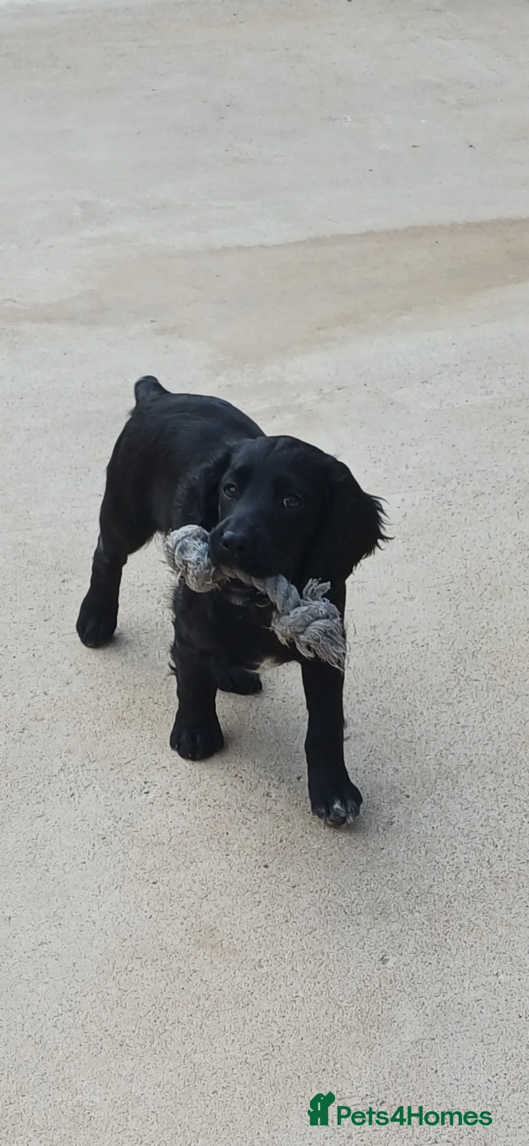 Cocker Spaniel dogs for sale: 1 FEMALE  AND 1 MALE  AVAILABLE  COCKER PUPS  - Advert 2