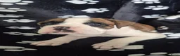 Boxer dogs for sale: Beautiful chunky boxer pups in Rotherham - Advert 4