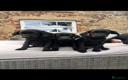 Labrador Retriever dogs for sale: KC Registered Black Labrador Pups 🐾 - Image 38