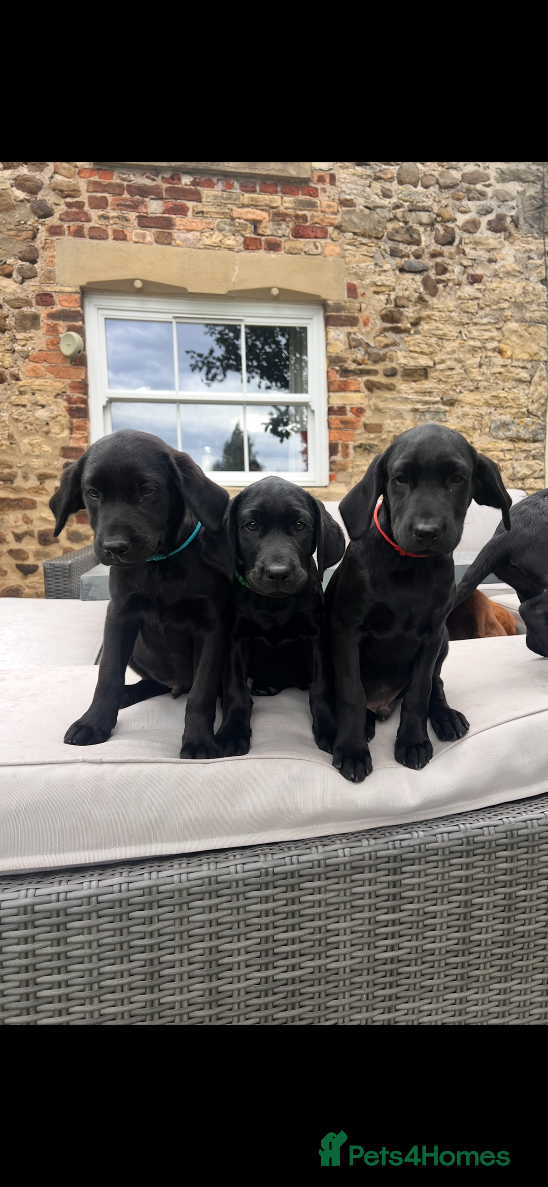 Labrador Retriever dogs for sale: KC Registered Black Labrador Pups 🐾 - Image 38